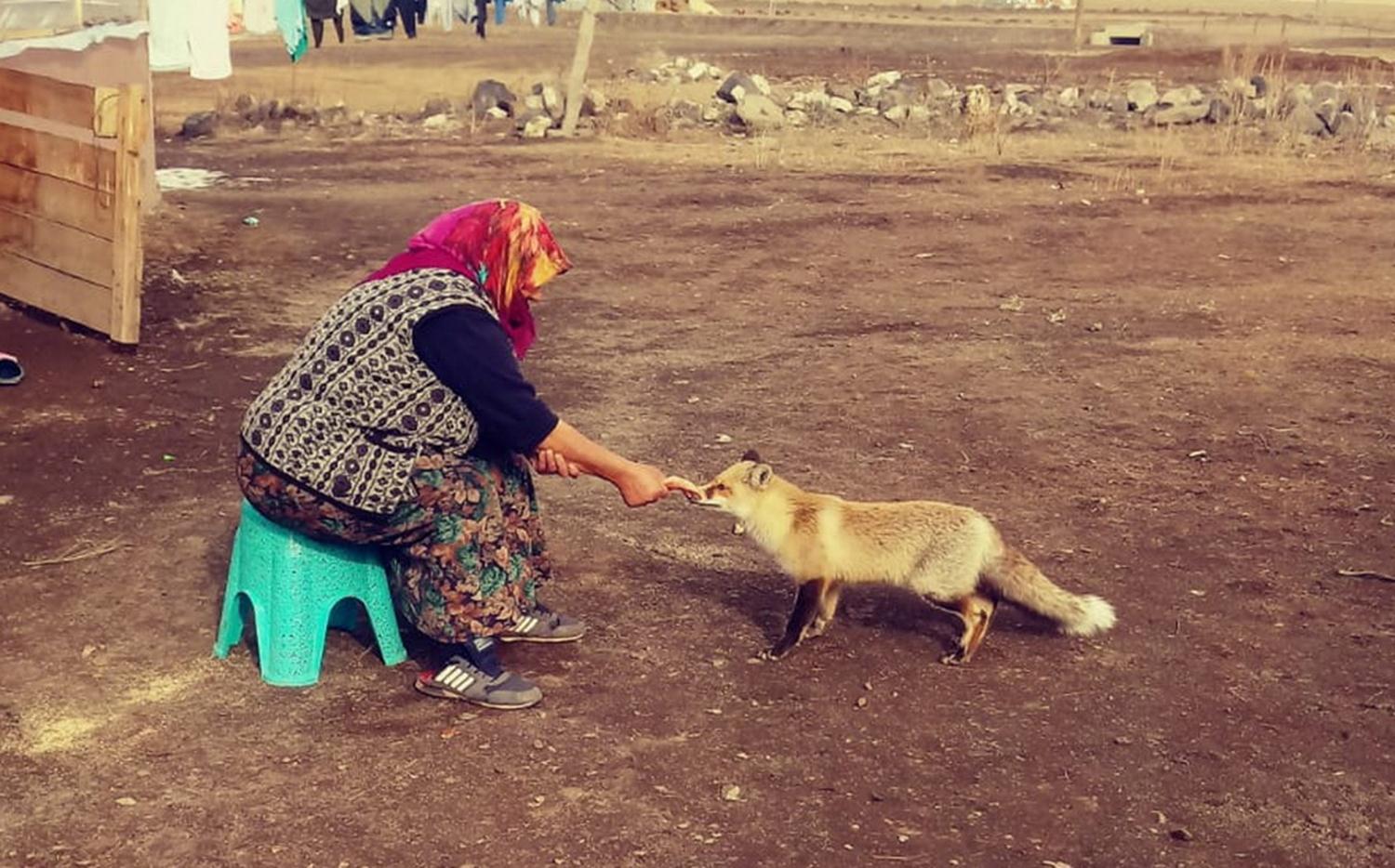 Tilkiyi elleriyle besliyor