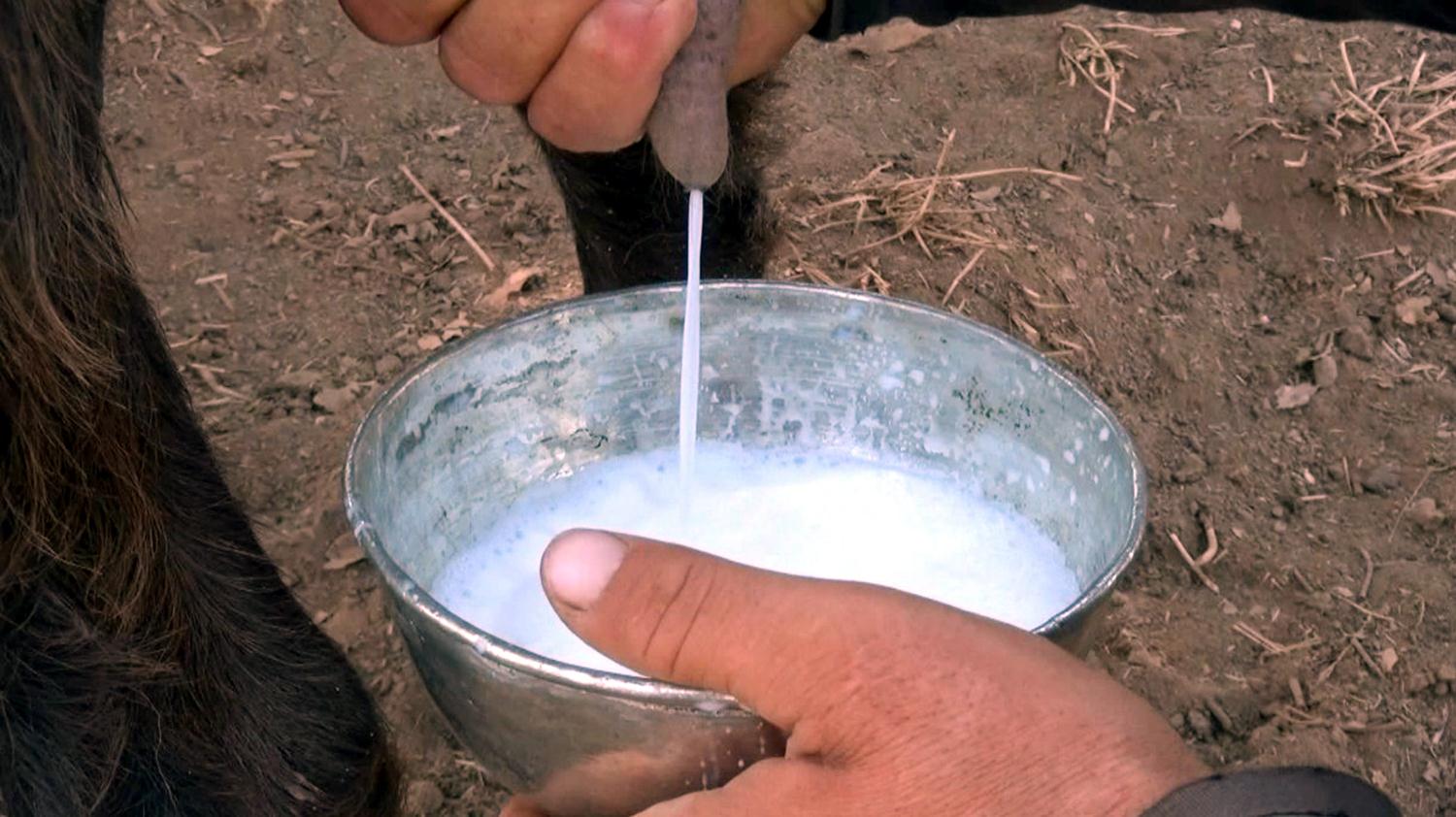 T�rk bilim insanlar�ndan heyecanland�ran ke�if: Koronavir�sle m�cadelede ke�i s�t� umudu