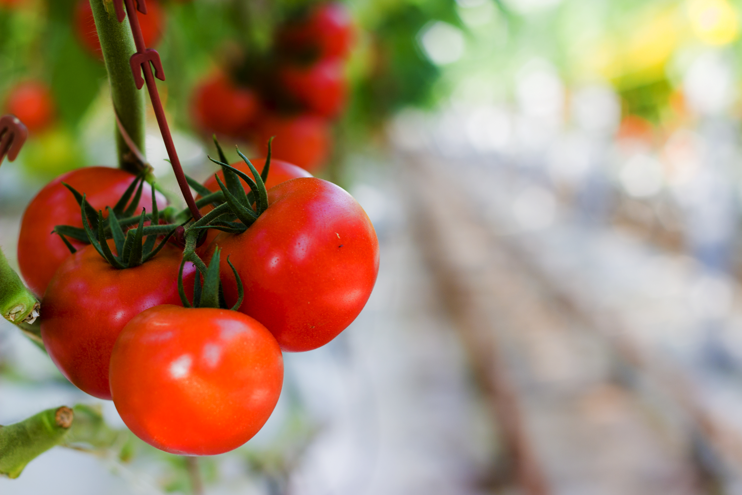 T�rkiye'de �retilen domatesler 60 �lkede sofralar� s�sledi... �hracat 11 ayda 280 milyon dolara ula�t�