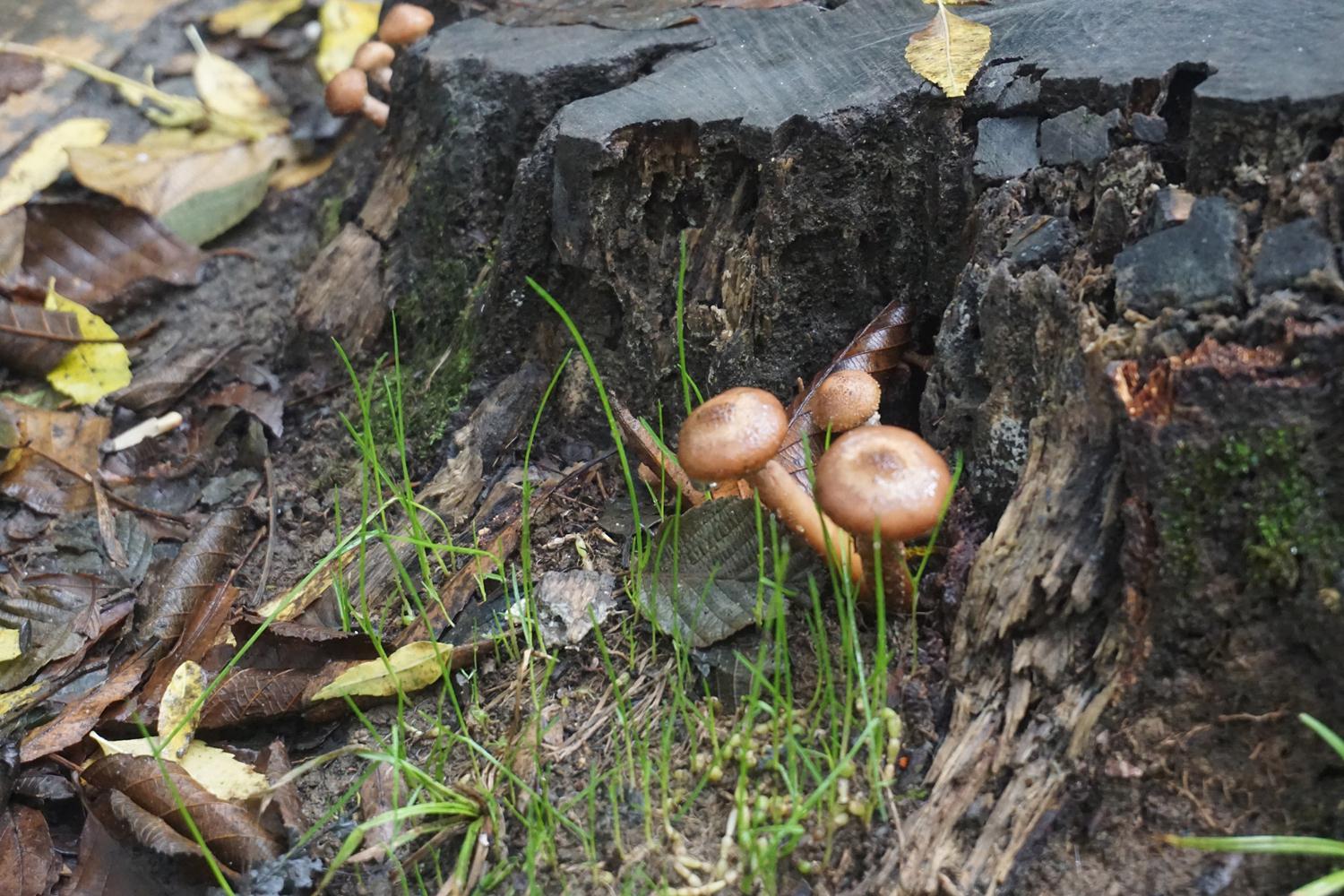 Panzehiri yok! Son yeme�iniz olabilir