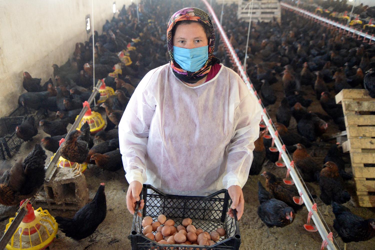 Tavuk d��k�s� ve samana bulay�p 'organik' diye sat�yorlar