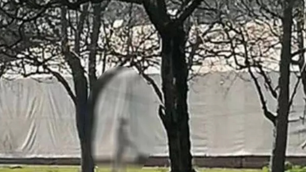 Bunu yapan insan olamaz! K�pe�i iple a�aca ast�