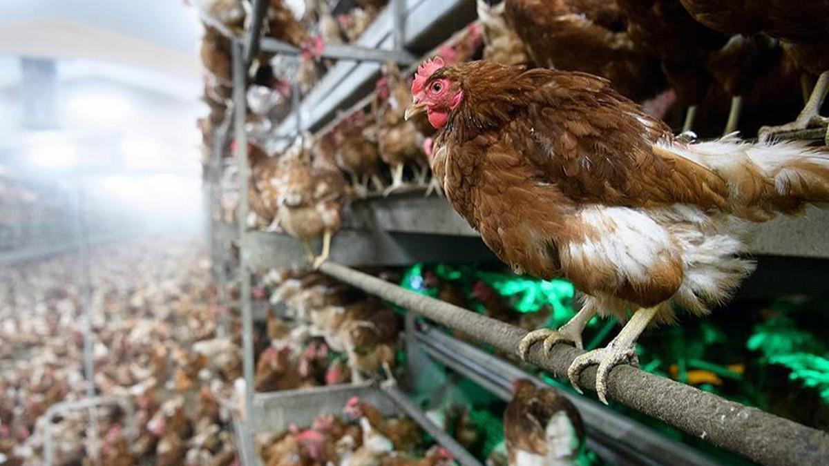 Japonya'da ku gribi yaylyor: 134 bin tavuk itlaf edildi 