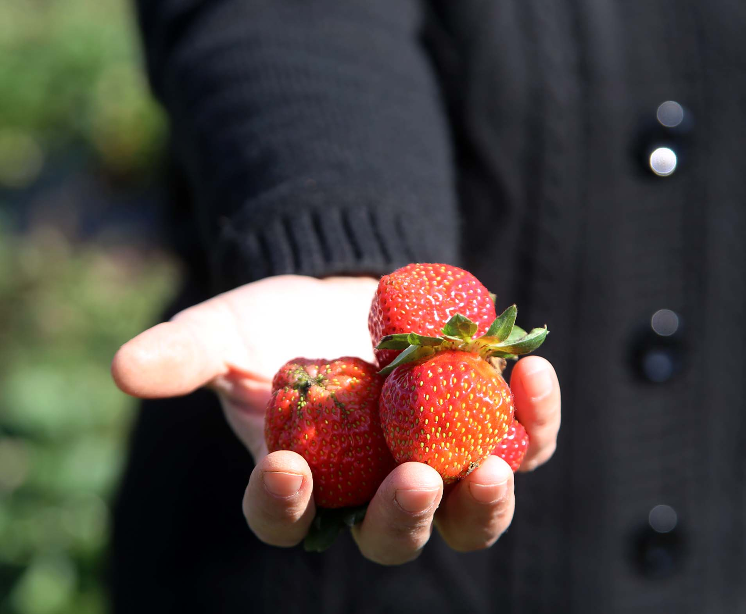 Kad�n muhtar kollar� s�vad� �rnek olmak i�in �ilek �retimine ba�lad�