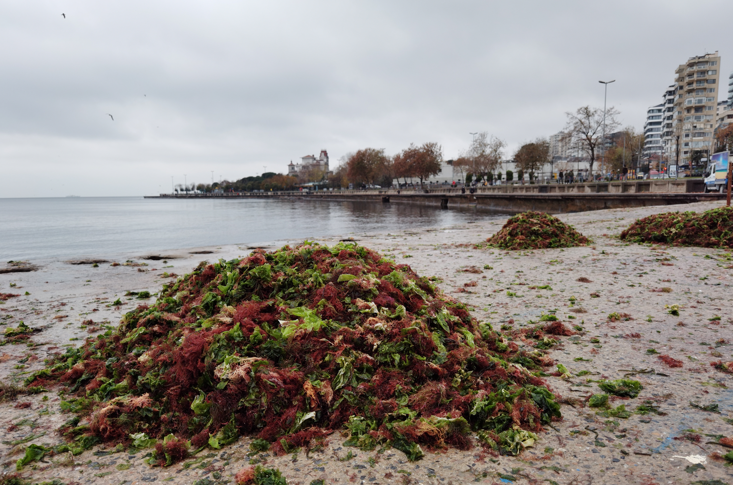 Caddebostan'da deniz rengi de�i�ti