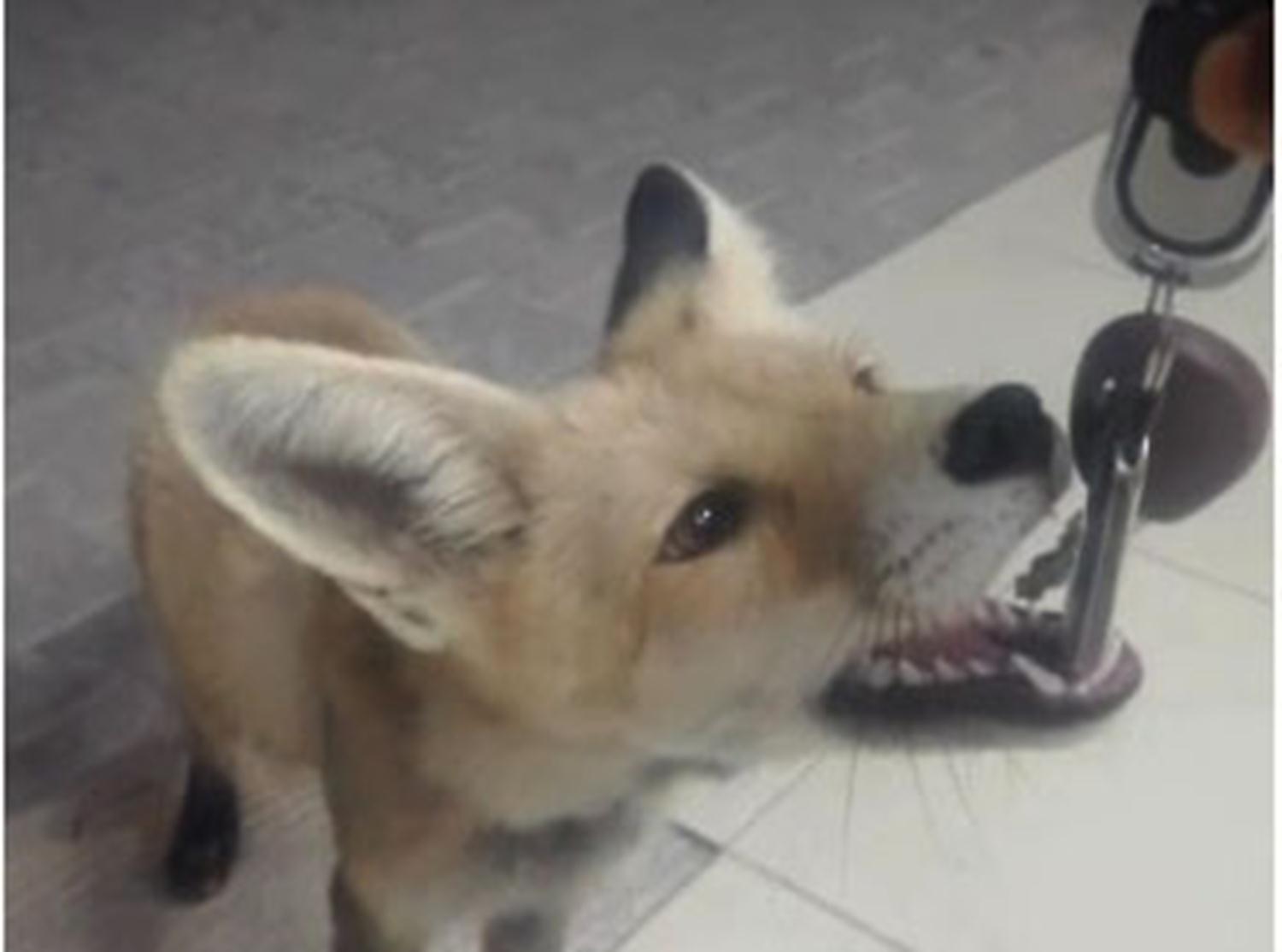 Elleriyle besledi�i tilki anahtarlar�n� ka��rd�