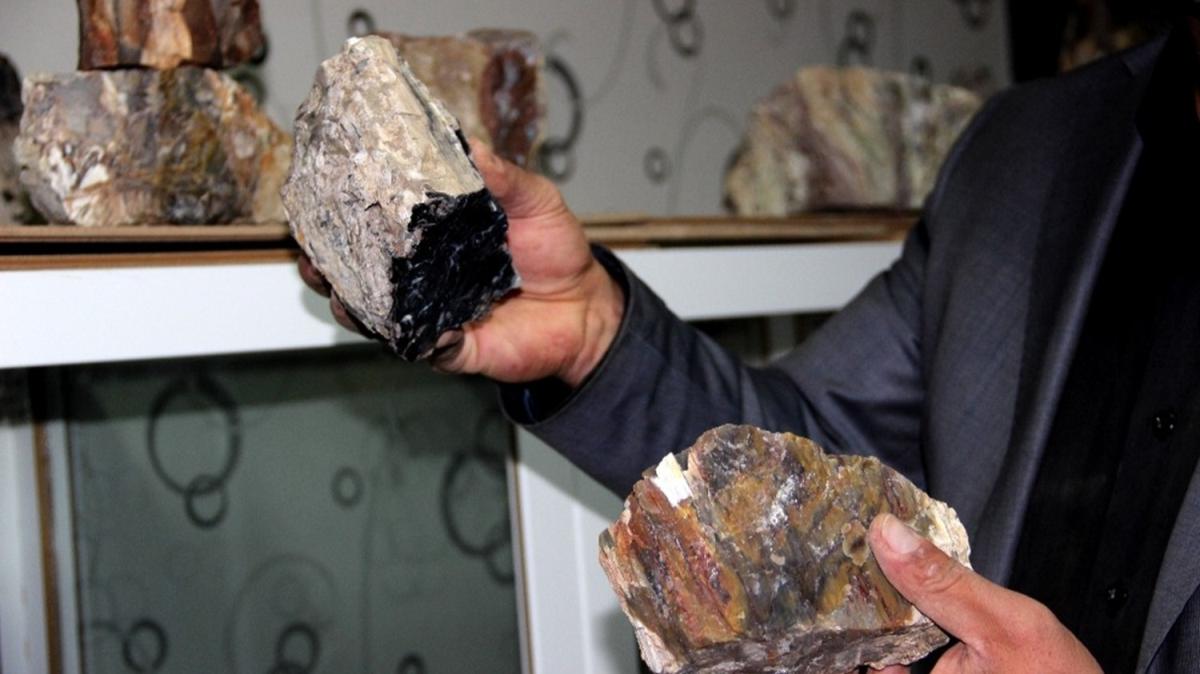 Erzurum'da bulundu.... 160 milyon yllk 'fosil aa'