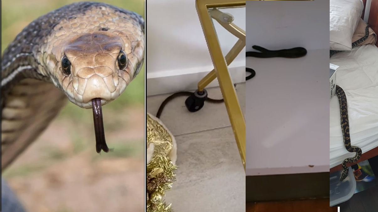 Y�lanlar ev ve i� yerlerini istila etti! �lke alarmda