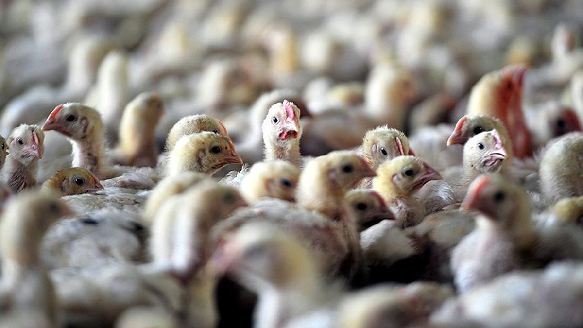 Japonya'daki ku� gribi bir eyalete daha s��rad�