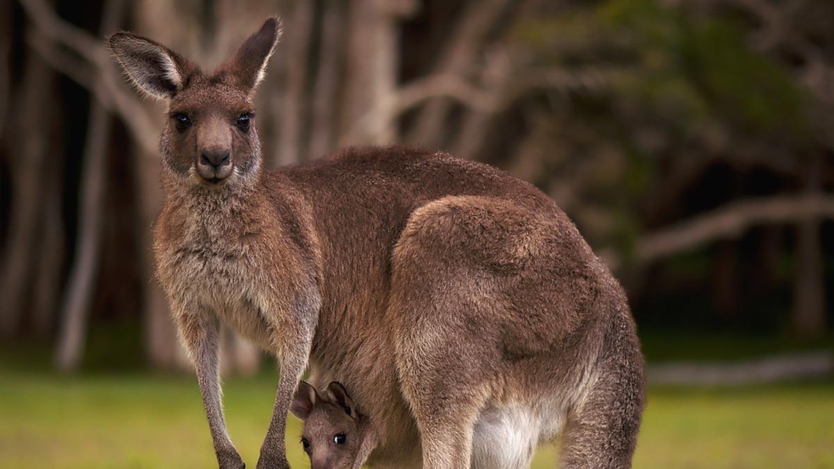 Kangurular da kpeklere benzer ekilde insanlarla iletiime geiyor