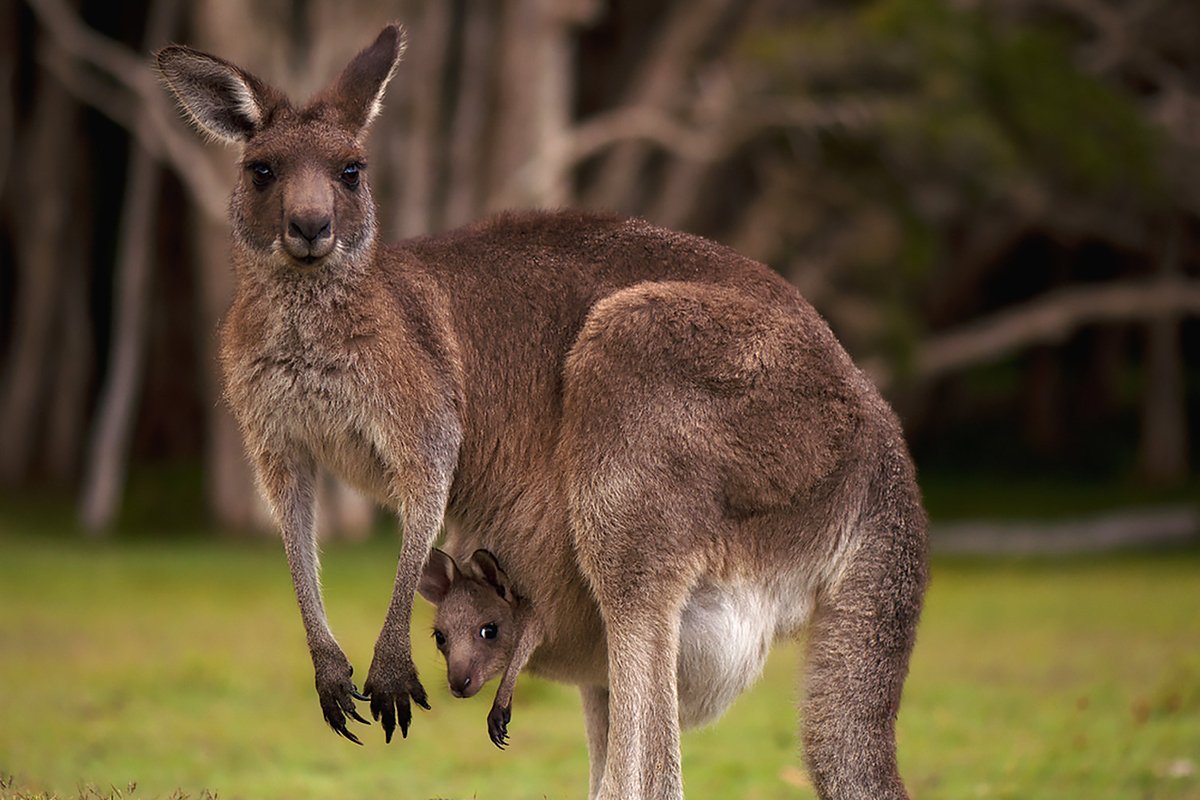 Kangurular da kpeklere benzer ekilde insanlarla iletiime geiyor