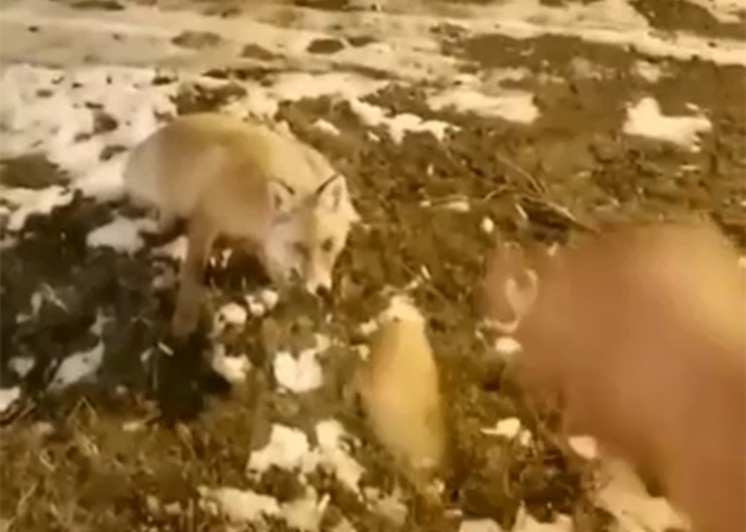 Evinin bah�esine kadar gelen tilkiyi elleriyle besledi