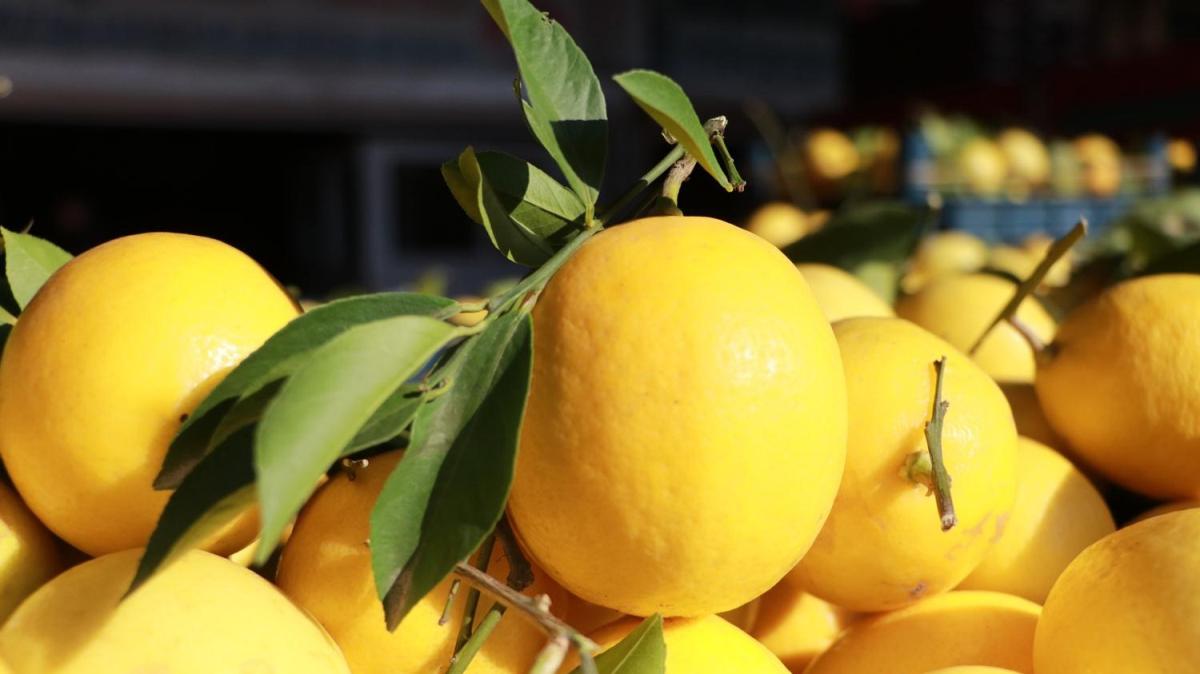 Limon ya ve okaliptsn koronavirs kar koruyuculuu kantland