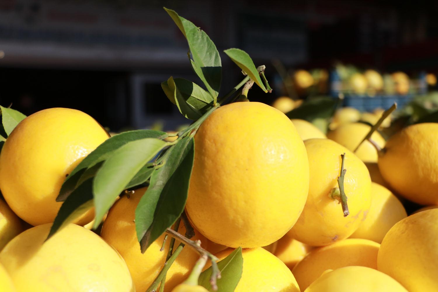 Limon ya ve okaliptsn koronavirs kar koruyuculuu kantland