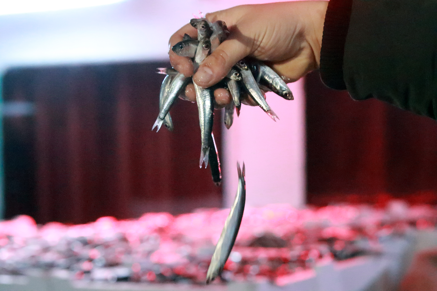 Hamsi y�z g�ld�rd�: Kilogram� 8 liradan sat�lmaya ba�land�