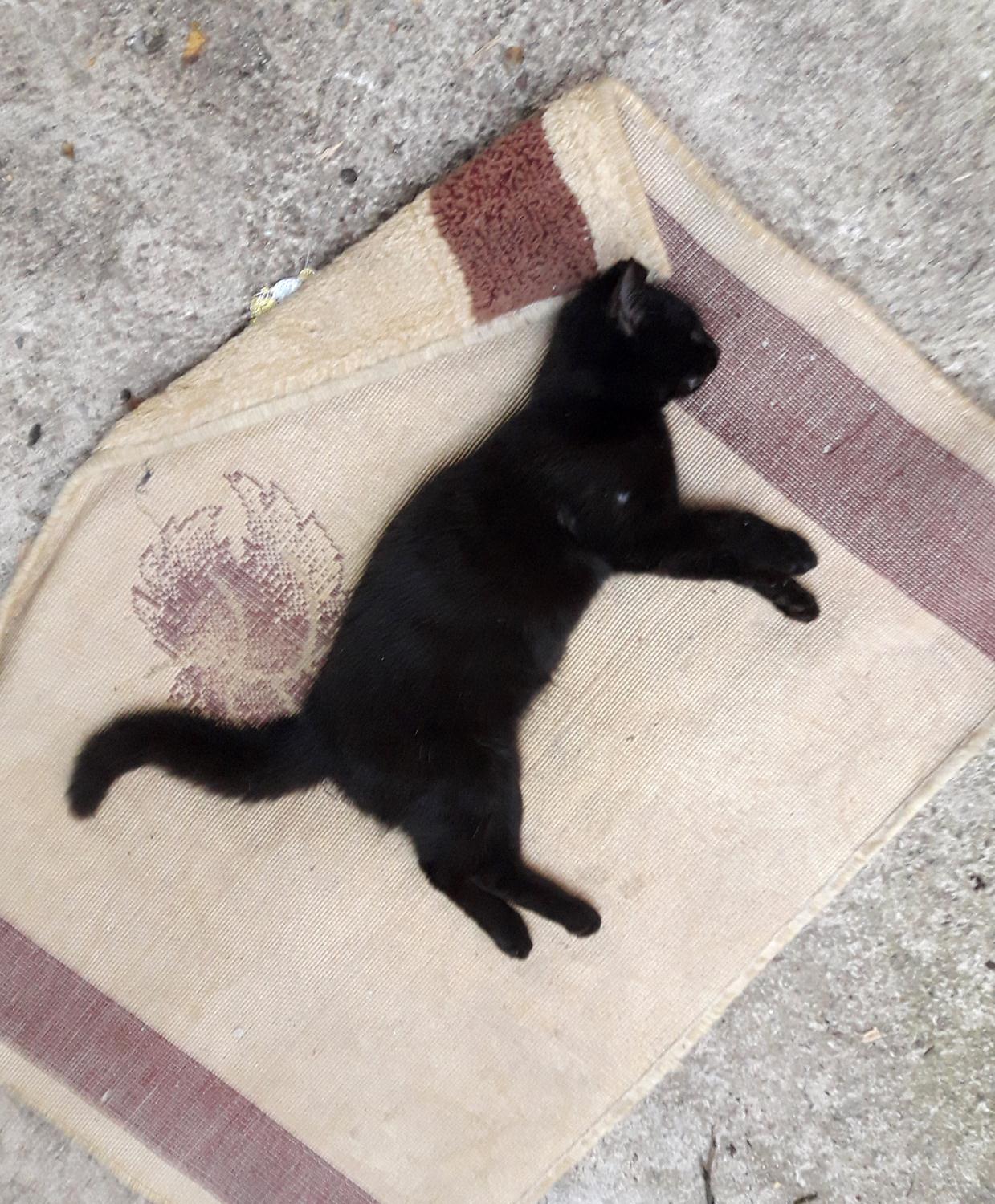 Antalya'da vah�et! Kedi ve tavuklar� zehirleyerek �ld�rd�ler