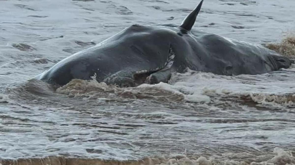 Arlklar tam 80 ton... ngiltere'de kyya vuran balinalar kurtarlamad