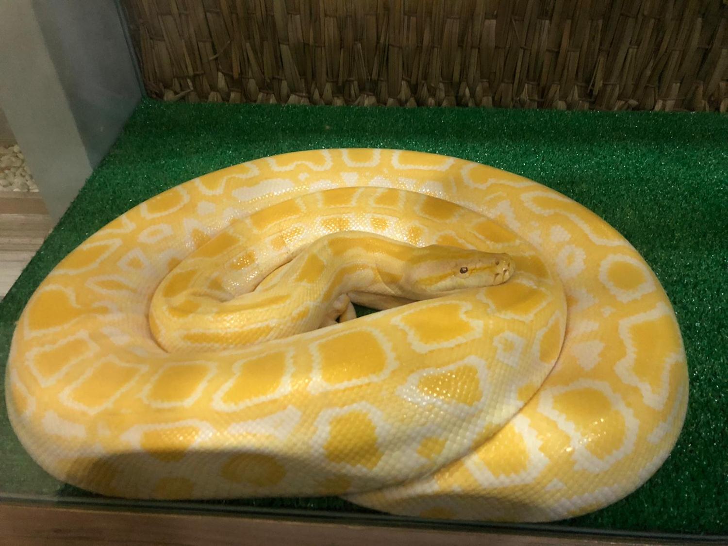 Beyo�lu'nda ele ge�irildi! Tam 3 metre