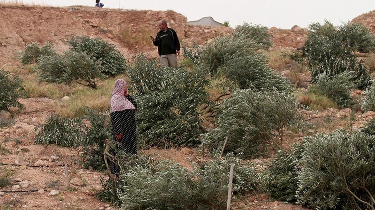 srail askerleri Filistinlilere ait zeytin aalarn skt