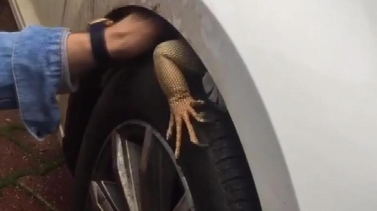 Tropikal iklimlerde yaayan iguana, Antalya'da park halindeki otomobilin n tekerine girdi