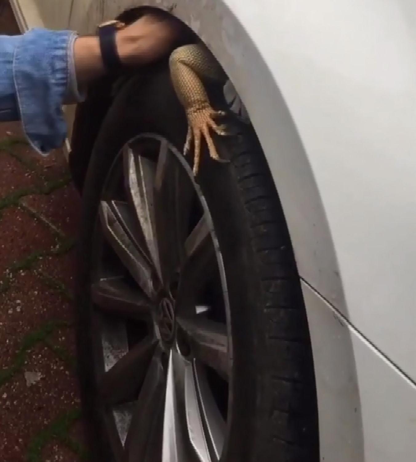 Tropikal iklimlerde yaayan iguana, Antalya'da park halindeki otomobilin n tekerine girdi