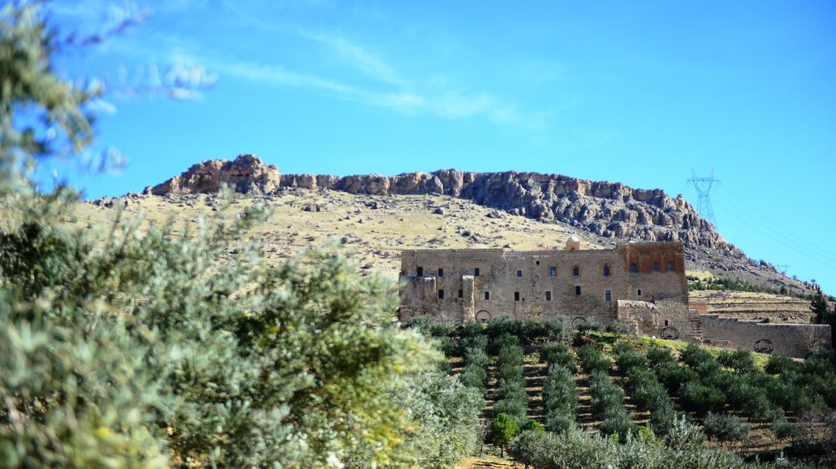 15 y�l �nce dikilmi�ti... Tarihi manast�rda yeti�tirilen zeytinler 'alt�n �d�l' ald�