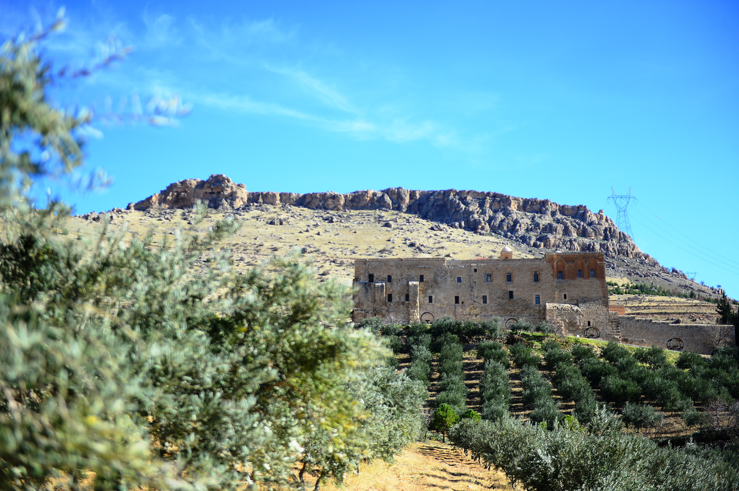 15 y�l �nce dikilmi�ti... Tarihi manast�rda yeti�tirilen zeytinler 'alt�n �d�l' ald�