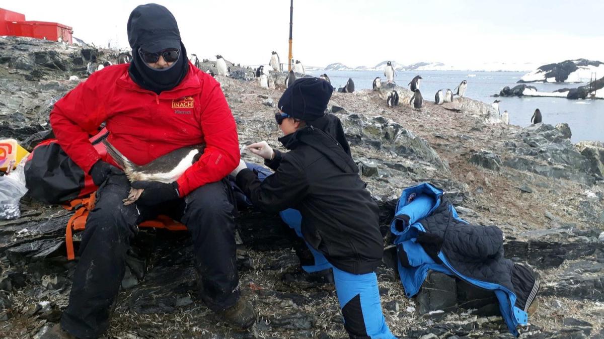 Heyecanlandran keif! Antarktika seferinde penguene ait 5 bakteri tespit edildi