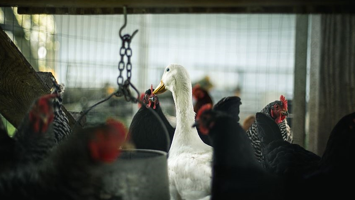 Danimarka'da ku� gribi vakas�: 9 bin k�mes hayvan� itlaf edilecek