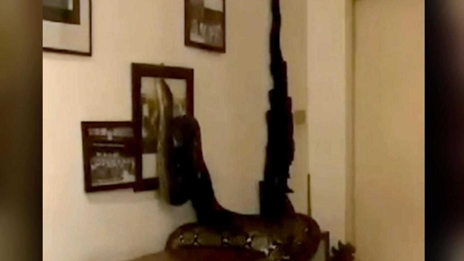 �at�dan gelen davetsiz misafir... Tam 3.5 metre!