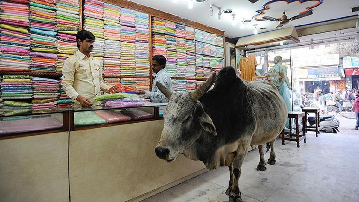 Hindistan hkmeti lke genelinde ineklerle ilgili snav yapacak