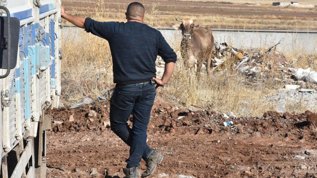 Kesimden kaan inek, 4 saat boyunca ortal birbirine katt 