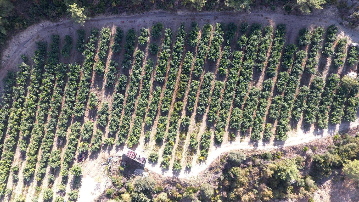 Konya'da �retiliyor d�nyaya sat�l�yor!