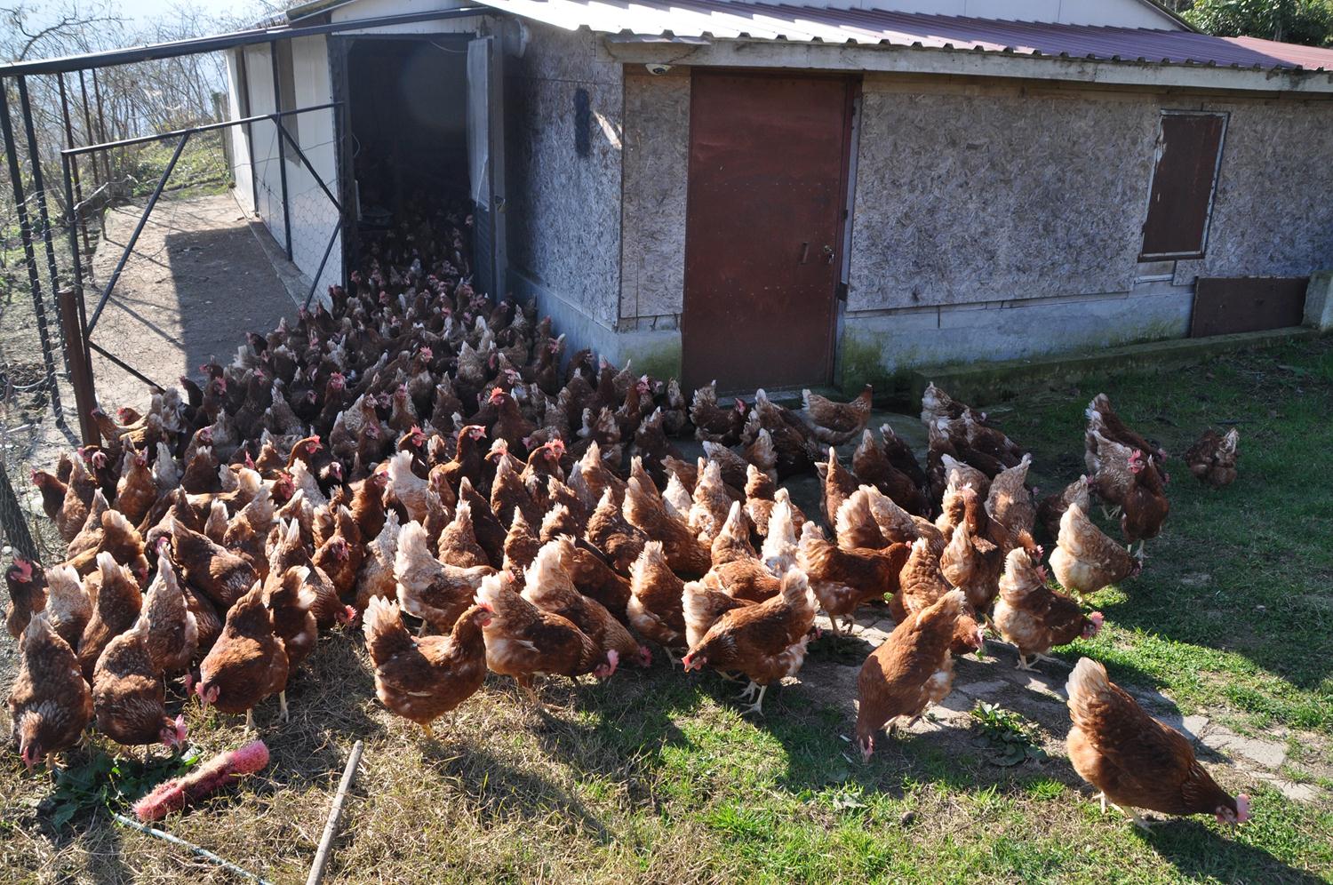 Koronavir�sten sonra talep y�zde 100 artt�! 'Sipari�lere yeti�emiyoruz'