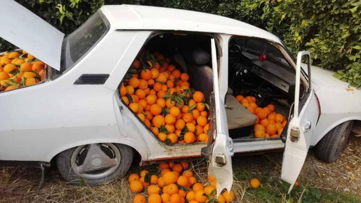 Baheden alnmak istenilen 800 kilogram portakal jandarmann dikkati sayesinde kurtarld 