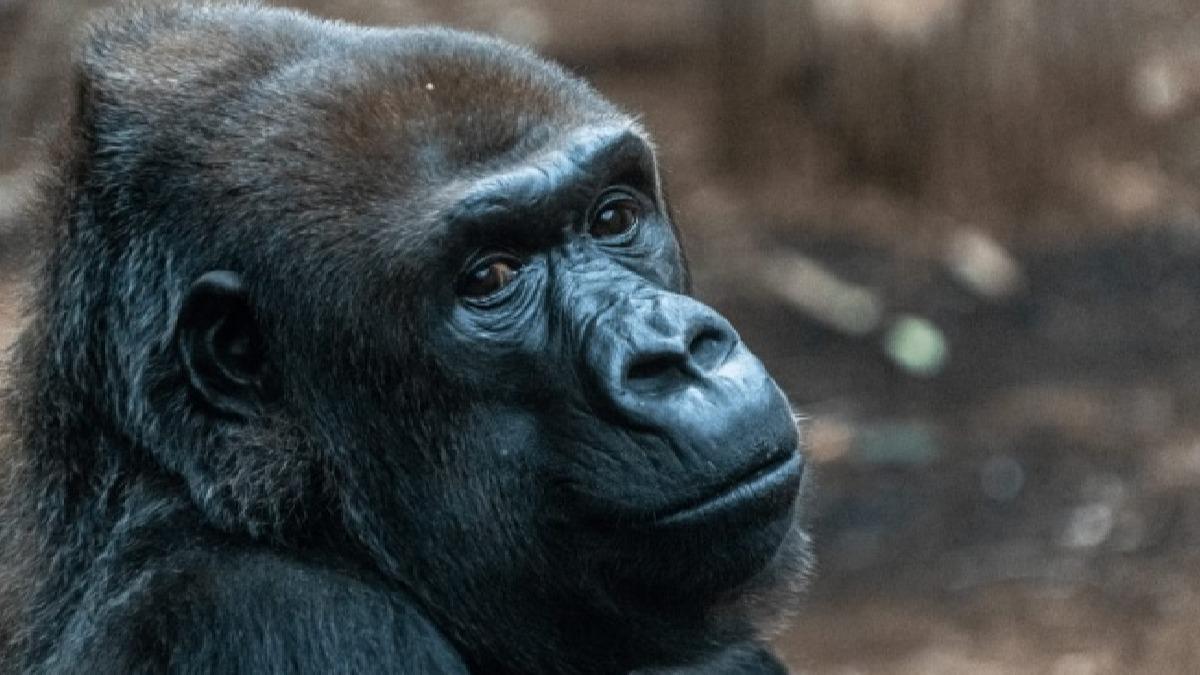 Korkutan gelime: Koronavirs ilk kez gorillerde grld