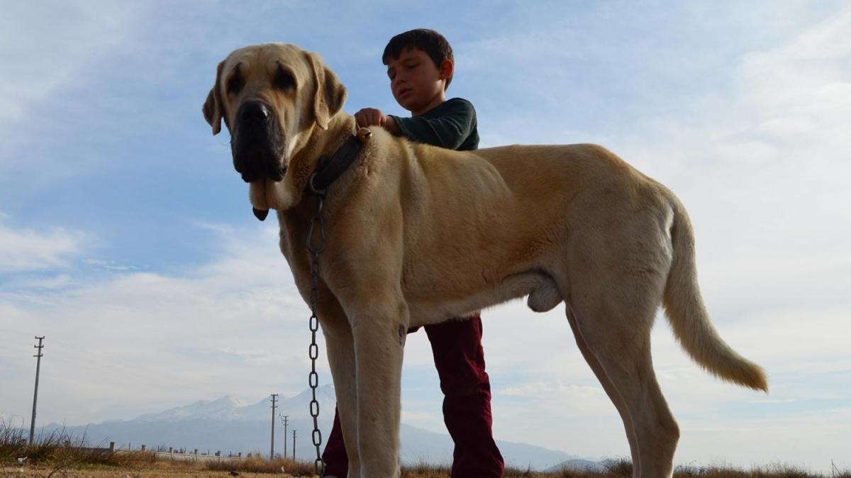 ''Aksaray malakls'' almak isteyenlere, 6 ay sonra iin gn veriliyor