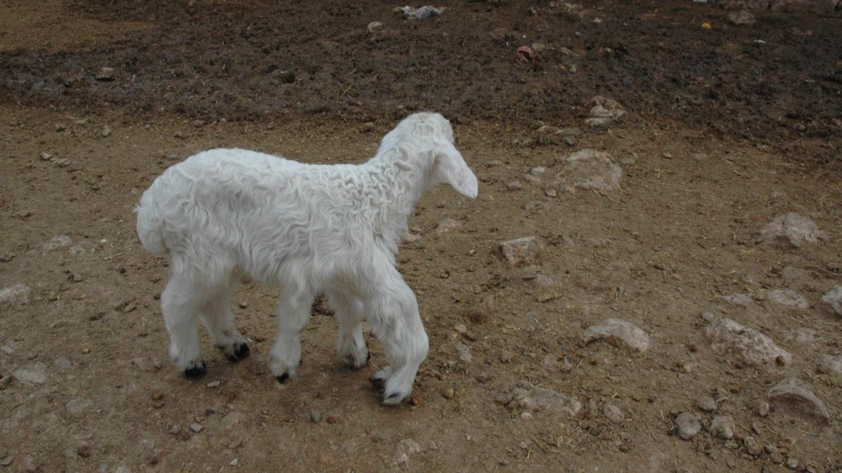 Diyarbakr'da 6 ayakl kuzu 