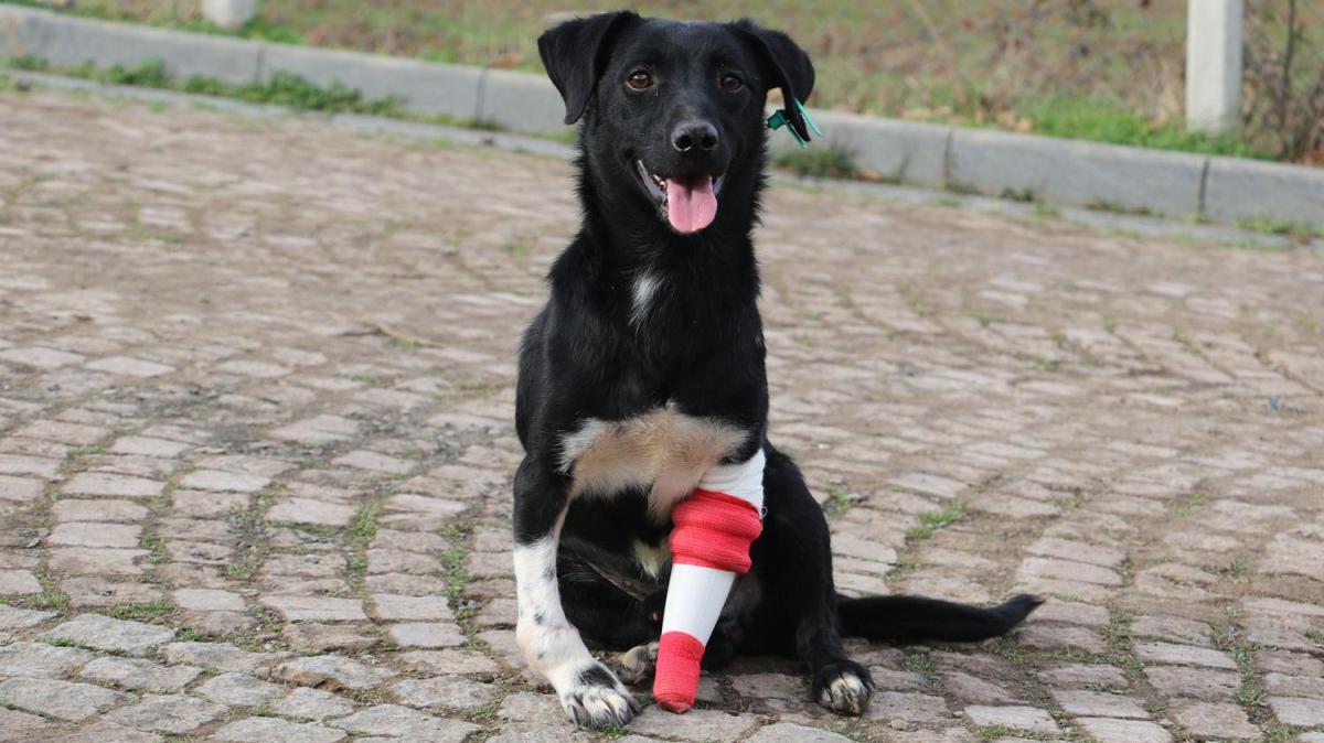 Kesilen bacann yerine 3D yazcyla protez taklan 'Jack' sahiplendirilmeyi bekliyor