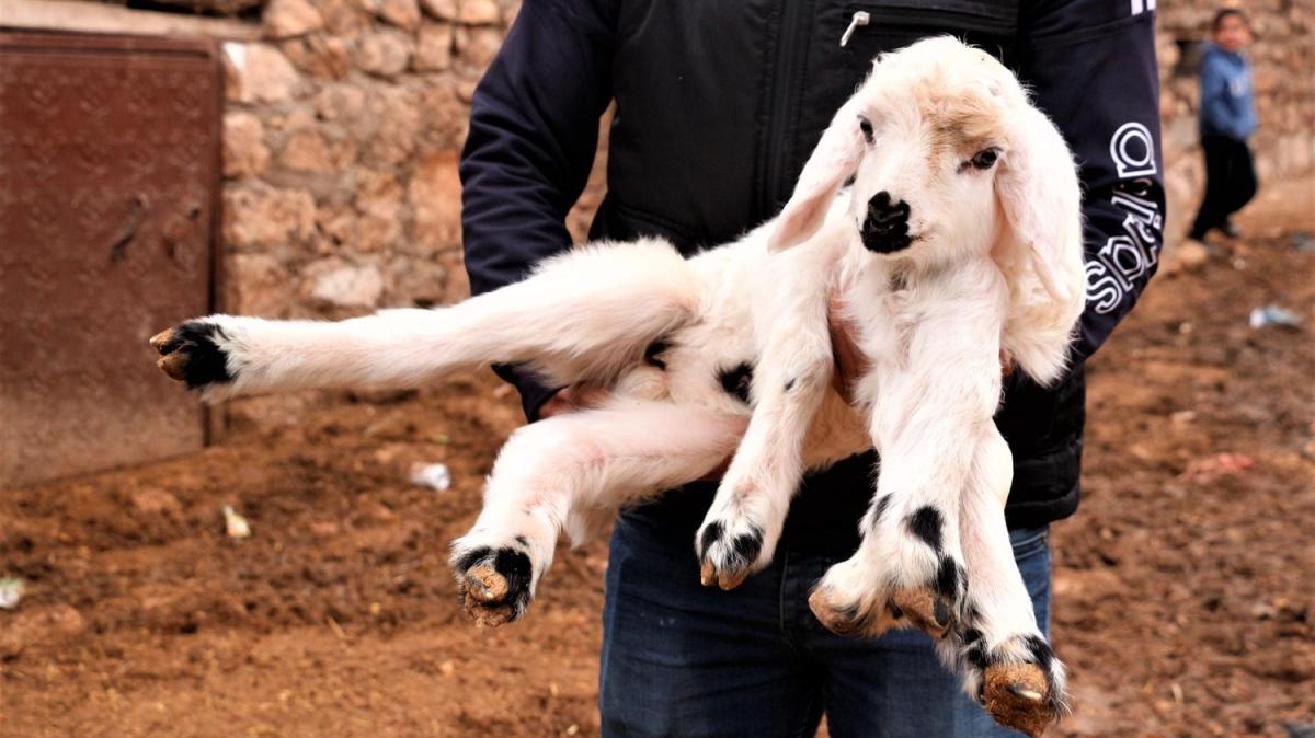 6 bacakl doan kuzu aknlk oluturdu