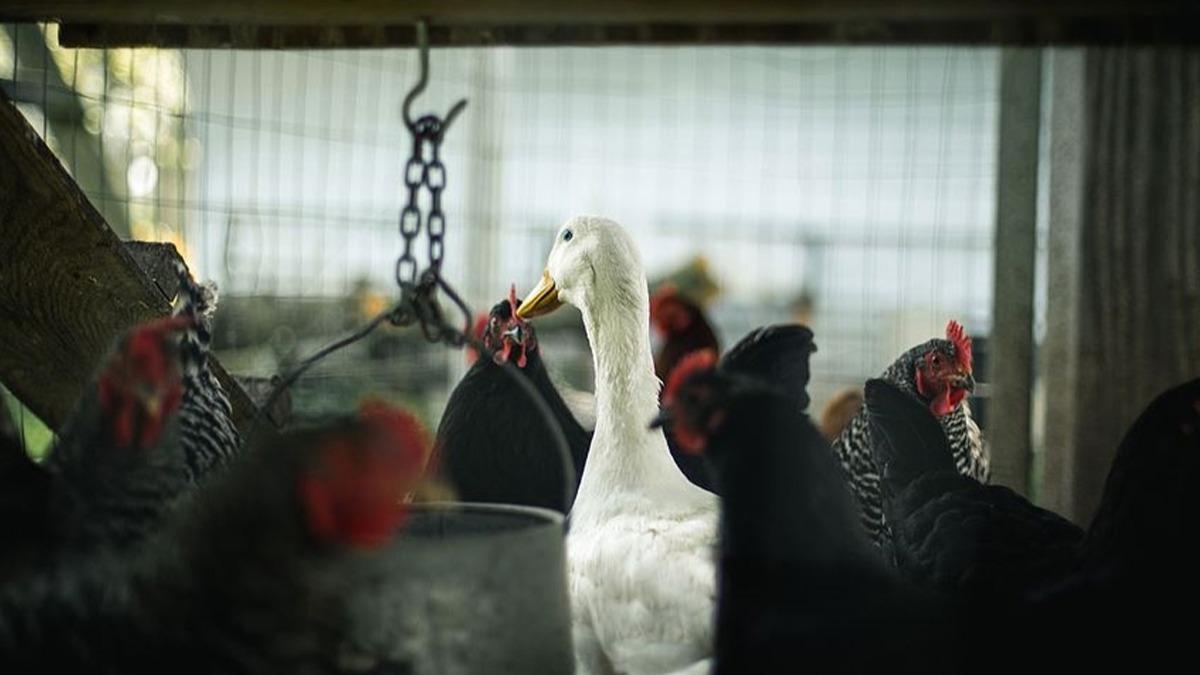 Ku gribi Japonya'da durdurulamyor: 5.8 milyon tavuk itlaf edildi 