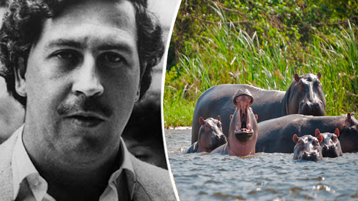 Pablo Escobar'n 'kokain su aygrlar' kontrolden kt