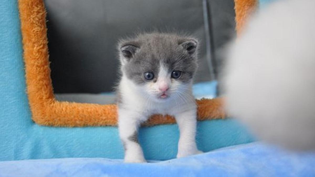 Çin'de somatik hücre nükleer transfer yöntemiyle bir orman kedisi klonlandı