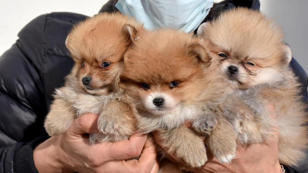 Kaak olarak Trkiye'ye getirmiler: 'Pomeranian' cinsi 7 yavru kpek ele geirildi
