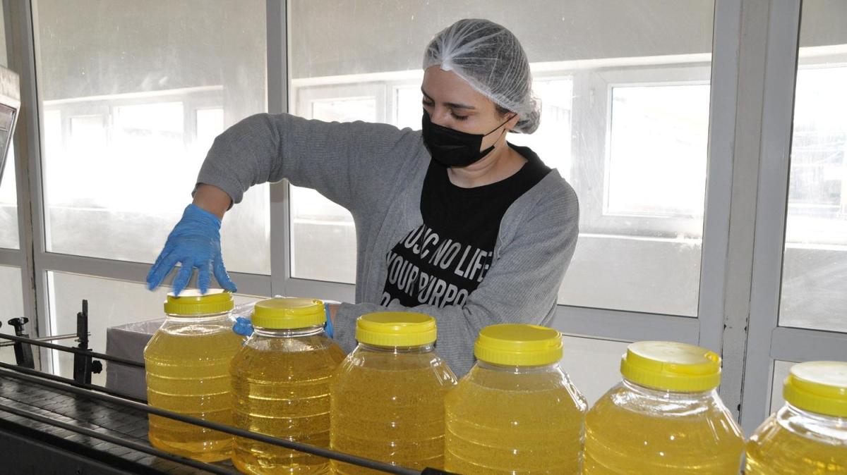 Ordu'da retiliyor! erii sayesinde kanserden koruyor, dnyaya satlyor 