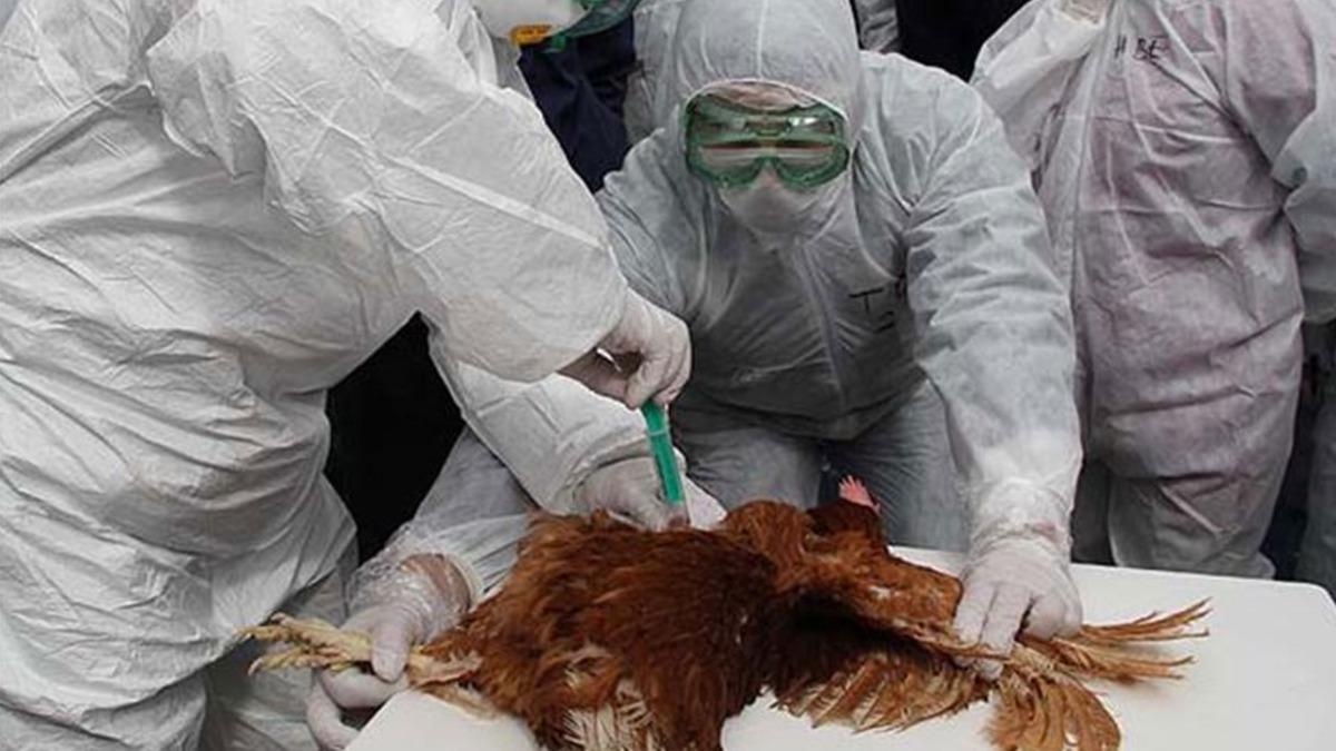 Cezayir'de ku gribi OHAL'i