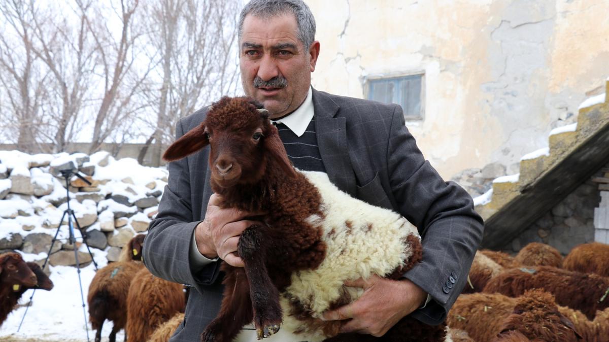 Arl besiciler devlet eliyle koyun sahibi oldu imdi yeni doan kuzularyla sevin yayor