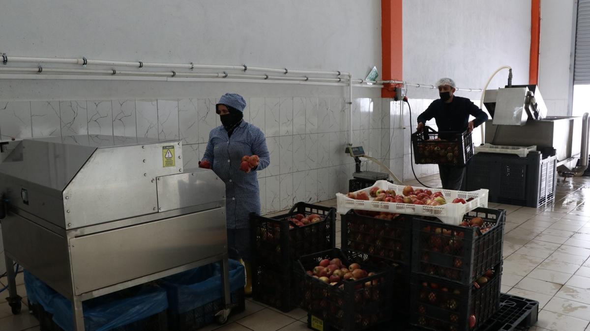 Devlet destei ald, talya'da grd meyve ve sebze kurutma tesisini Trkiye'de at
