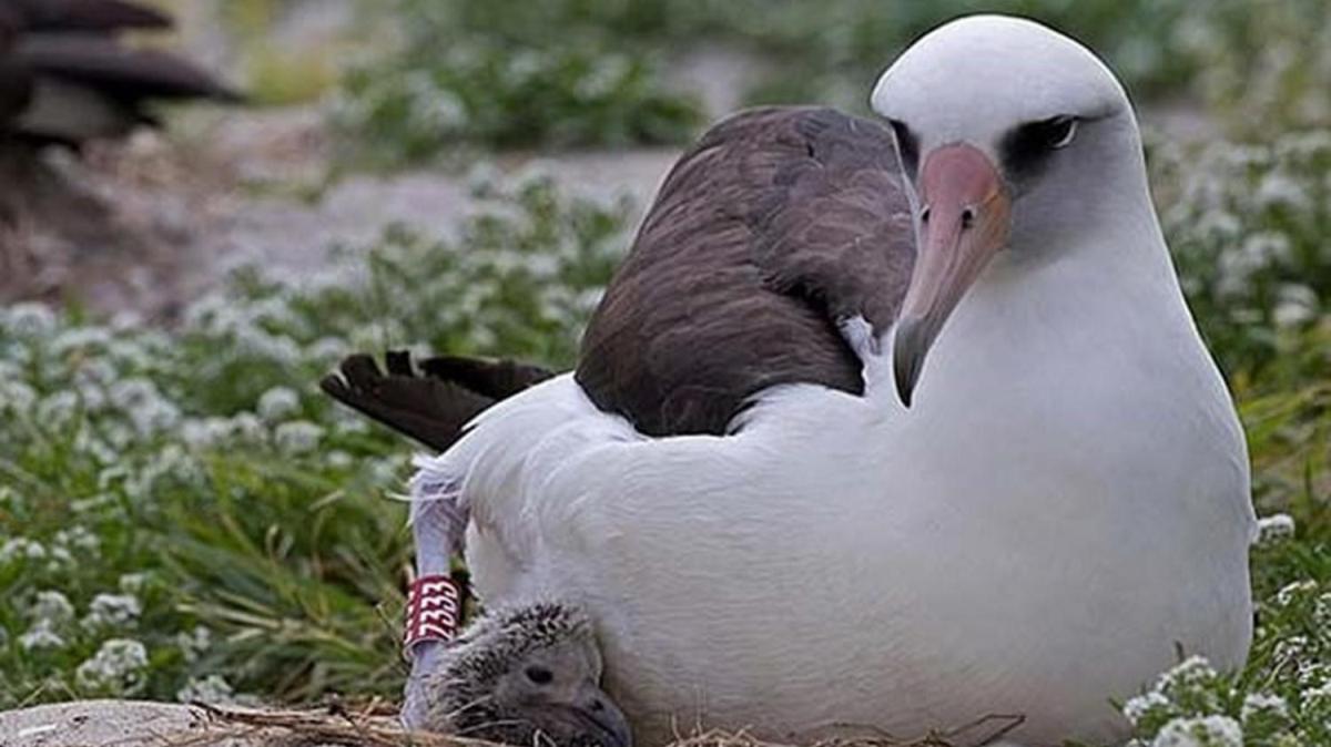 70 yandaki dnyann en yal albatros kuu 40'nc yavrusunu dnyaya getirdi