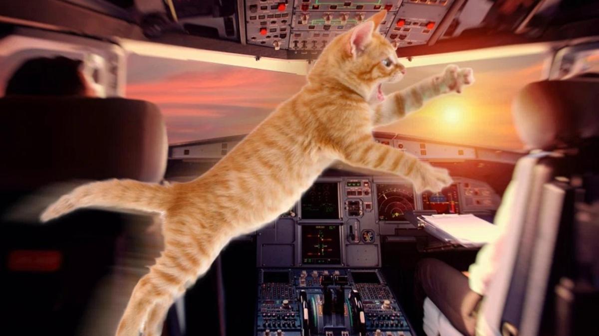 Sudan'da ilgin olay: Havadaki uan pilotuna kedi saldrd